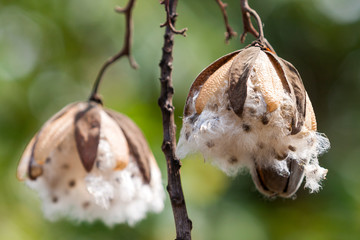 Detalle de flor blanca en su rama