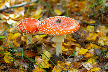 Red Amanita Muscaria fungus macro close up in natural environment. Toxic and hallucinogen mushroom Fly Agaric in grass on autumn forest background. Natural fall landscape with poisonous mushroom.