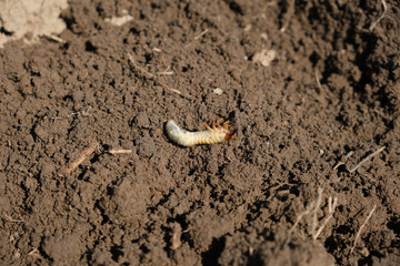 the dug-out beetle larva lies on the fresh earth