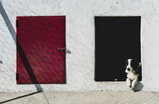 Border Collie aburrido en la perrera
