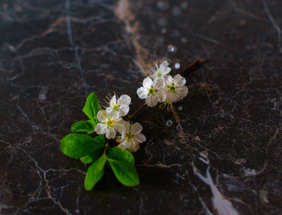 Fototapeta na wymiar blooming apple tree branch in the rain on a dark marble table, the concept of relaxation and meditation