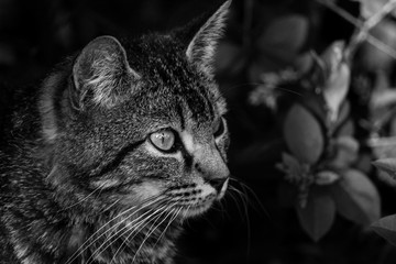 Hermoso retrato de gato callejero