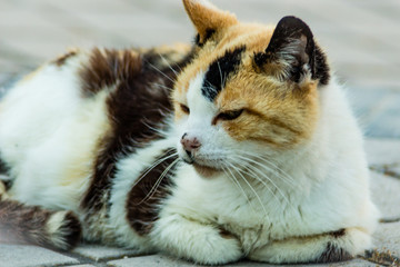 Hermoso retrato de gato callejero