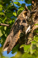 Adult Long Eared Owl camouflaged in birch tree looking at camera with orange eyes