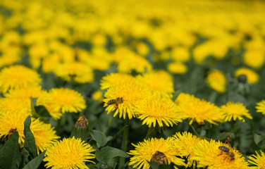 Green field with yellow dandelions. Closeup of yellow flowers on the ground