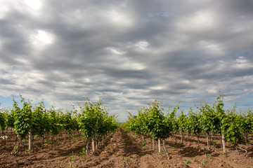 Fototapeta na wymiar Vineyard plantations in Puglia during a cloudy autumn day
