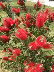 red flowers background