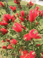 red and green flowers