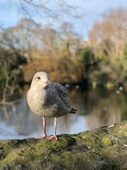 Bird at the park 3