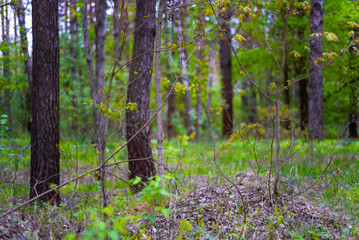 Naklejka premium green forest tree without sky