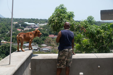 a pit bull dog and his owner look out over town from a high ledge