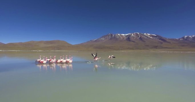 Young and Adults James Flamingos (Phoenicoparrus jamesi) Feeding in Laguna Hedionda (Stinking Lagoon) in Uyuni Desert