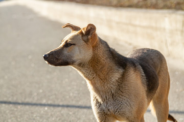 Mongrel dog on the street on a sunny day stands and carefully looks to the side. Horizontal orientation.