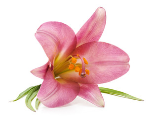 Fototapeta na wymiar One pink lily.