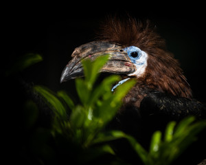 close up of a black-casqued hornbill