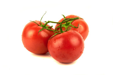 three tomatoes on a branch with water droplets isolated on white background