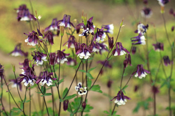 Purple flowers in spring garden