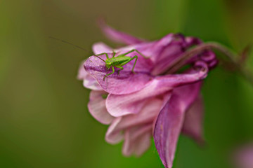 Green grasshopper sitting on purple flower