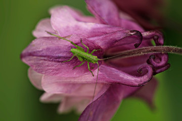 Green grasshopper sitting on purple flower
