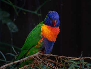 multicoloured bird
