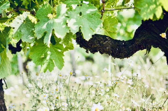 contrast with double guyot pruned grapevine dark brown trunk and young flourishing leaves at top and green wild grass and flowers bathed in the sun below - bordeaux vineyard