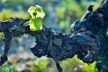 a piece of old guyot double pruned grapevine trunk with old bark and young leaves growing on a sunny spring day in french bordeaux vineyard - close up with green leaves and some soil in the background