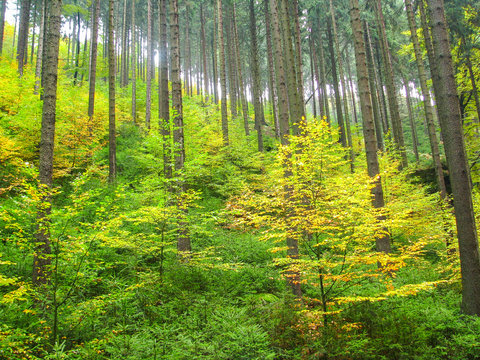 Deutschland, Sachsen, S&auml;chsische Schweiz, Herbstwald mit Baumst&auml;mmen und Niederwald