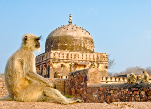 Indien, Rajasthan, Affen in Nachmittagssonne vor einem verlassenen Tempel im Ranthambore Nationalpark