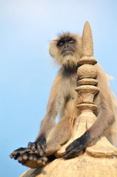 Indien, Rajasthan, Sich sonnender Affe auf Tempelspitze im Ranthambore Nationalpark
