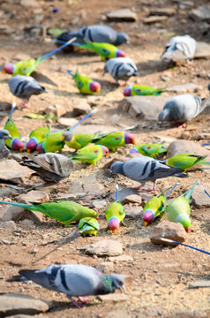 Indien, Rajasthan, Tauben und Papageien auf gemeinsamer K&ouml;rnersuche im Ranthabore National Park