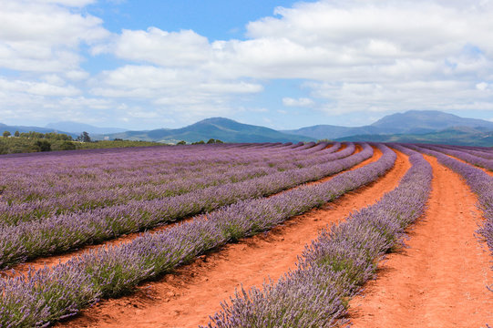 Australien, Tasmanien, Bridestowe Lavender Estate, Lavendel