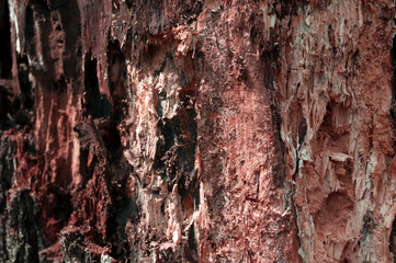 Rotten wood alder, rotted stump