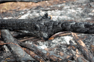 Charred wood after forest fire. Consequences of careless handling of fire.