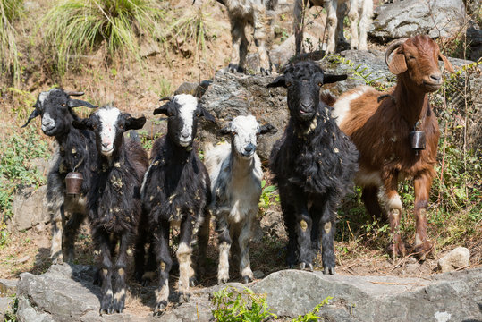 Nepal, Western Region, Jagat, Auf dem Annapurna Circuit - Tag 2 - Von Jagat nach Dharapani - Ziegen posieren f&uuml;r die Wanderer in Lamjung
