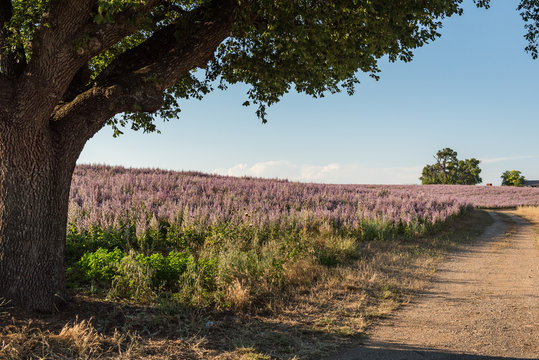 Frankreich, Provence-Alpes-C&ocirc;te d'Azur, Baudinard-sur-Verdon, Eichenbaum im Abendlicht
