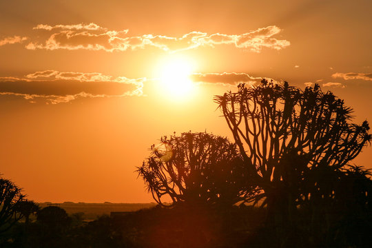 Namibia, Karas, Keetmanshoop, K&ouml;cherb&auml;ume bei Abendr&ouml;te, K&ouml;cherbaum, eine Pflanzenart der Gattung der Aloen in der Unterfamilie der Affodillgew&auml;chse
