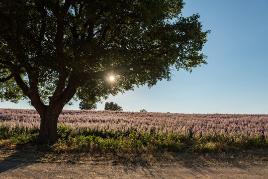 Frankreich, Provence-Alpes-C&ocirc;te d'Azur, Baudinard-sur-Verdon, Eichenbaum im Gegenlicht