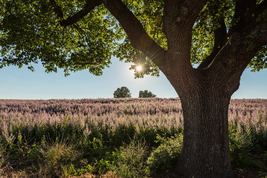 Frankreich, Provence-Alpes-C&ocirc;te d'Azur, Baudinard-sur-Verdon, Eichenbaum im Gegenlicht
