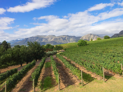 S&uuml;dafrika, Westkap, Cape Winelands, Weinberge von Stellenbosch