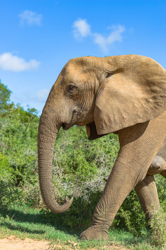 S&uuml;dafrika, Ostkap, Western District, Addo Elephant Nationalpark, Profil eines Elefanten