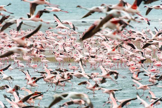 Namibia, Erongo, Walvis Bay, Durcheinander im Flamingo Schwarm