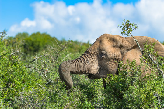 S&uuml;dafrika, Ostkap, Western District, Addo Elephant Nationalpark, Elefant im Geb&uuml;sch beim Fressen