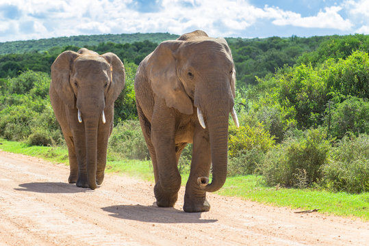 S&uuml;dafrika, Ostkap, Western District, Addo Elephant Nationalpark, Zwei Elefanten auf Wanderschaft