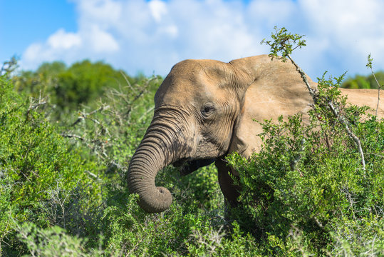 S&uuml;dafrika, Ostkap, Western District, Addo Elephant Nationalpark, Elefant im Geb&uuml;sch beim Fressen