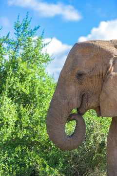 S&uuml;dafrika, Ostkap, Western District, Addo Elephant Nationalpark, Elefant beim Fressen