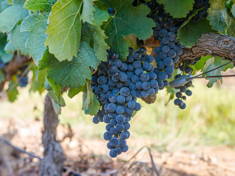 S&uuml;dafrika, Westkap, Cape Winelands, Weintrauben von Stellenbosch