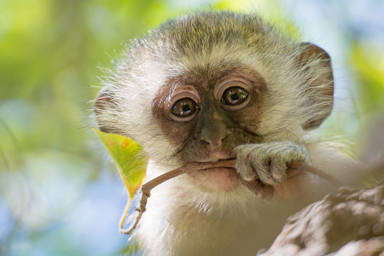 S&uuml;dafrika, Nordkap, Benede Oranje, Augrabies Falls National Park, S&uuml;dliche Gr&uuml;nmeerkatze nagt am Baum