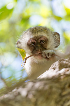 S&uuml;dafrika, Nordkap, Benede Oranje, Augrabies Falls National Park, S&uuml;dliche Gr&uuml;nmeerkatze nagt am Baum