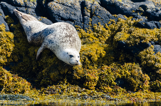 Vereinigtes K&ouml;nigreich, Schottland, Highland, Isle of Skye, Seerobbe enstpannt sich, Seerobben