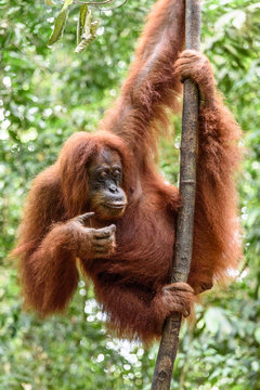 Indonesien, Aceh, Gayo Lues Regency, Gunung-Leuser-Nationalpark, Sumatra, Orang-Utan Familie in freier Wildbahn
